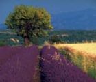 Provence - Camargue