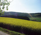 Sauerland