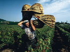 Route des vins
