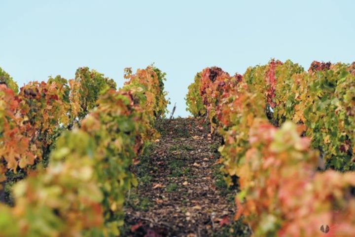 3 dagen Le Relais du Vigneron Hôtel Best Western ***