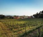 Quinta da Bouça d'Arques