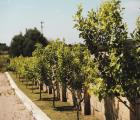 Masseria Stali
