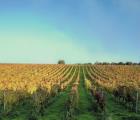 Tenuta Lagala