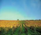 Tenuta Lagala